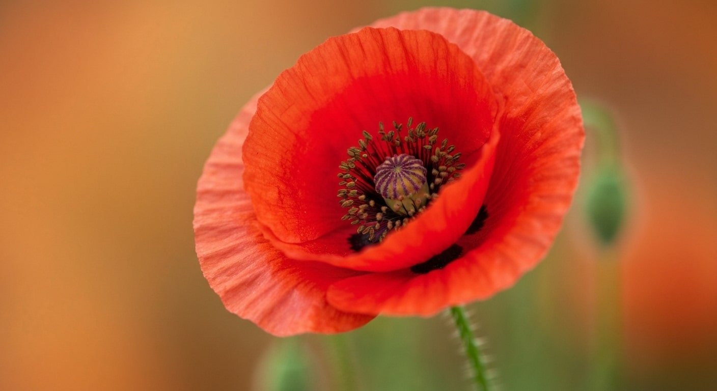 Maintaining Japanese Cooking Knives Types with a Whetstone